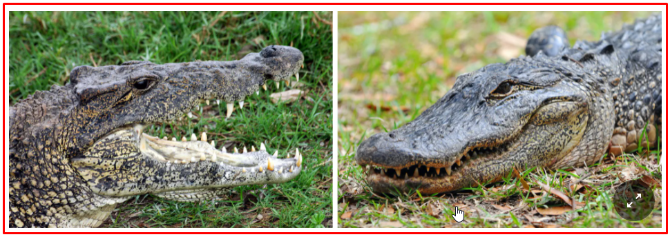 Verschil Tussen een Krokodil en een Alligator
